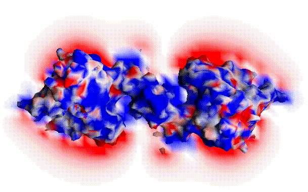 Electrostatic fluctuation around acetylcholinesterase dimer